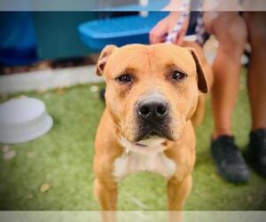 American Pit Bull Terrier Dogs for adoption in Orlando, FL, USA