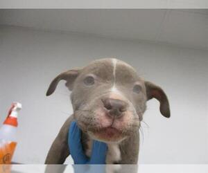 American Pit Bull Terrier-Unknown Mix Dogs for adoption in Oklahoma City, OK, USA