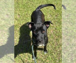 American Staffordshire Terrier Dogs for adoption in Fort Lauderdale, FL, USA