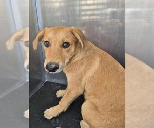 Labrador Retriever-Unknown Mix Dogs for adoption in San Antonio, TX, USA