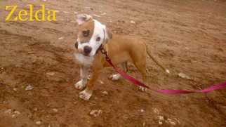 Medium Photo #1 Boxador Puppy For Sale in Mesa, AZ, USA