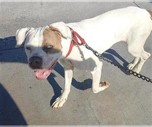 American Staffordshire Terrier Dogs for adoption in Fort Lauderdale, FL, USA