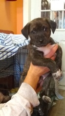 Borador Dogs for adoption in Chester, NJ, USA