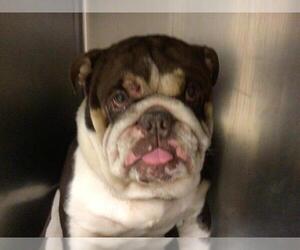 Bulldog Dogs for adoption in Riverside, CA, USA
