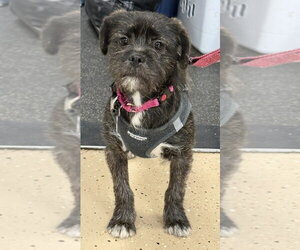 Shih Tzu-Unknown Mix Dogs for adoption in Mundelein, IL, USA