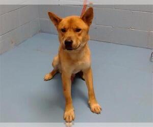 German Shepherd Dog-Unknown Mix Dogs for adoption in Moreno Valley, CA, USA