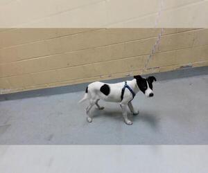Rat Terrier Dogs for adoption in Tulsa, OK, USA