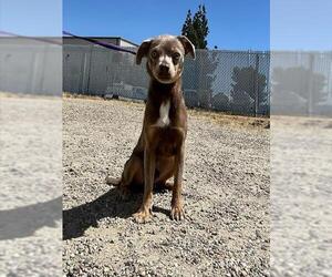 Chihuahua Dogs for adoption in Bakersfield, CA, USA