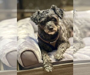 Poodle (Miniature) Dogs for adoption in Mission Viejo, CA, USA