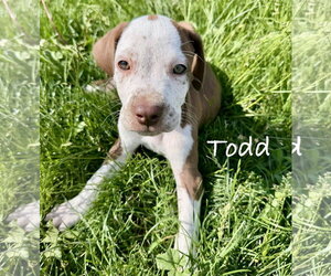 English Coonhound-Unknown Mix Dogs for adoption in Des Moines, IA, USA