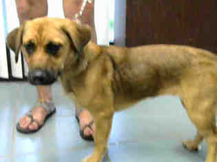 Doxle Dogs for adoption in Nashville, TN, USA