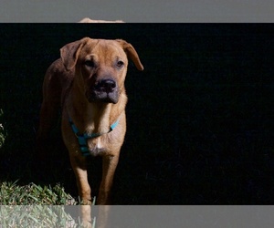 Black Mouth Cur-Labrador Retriever Mix Dogs for adoption in Houston, TX, USA