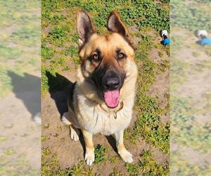German Shepherd Dog Dogs for adoption in Sacramento, CA, USA