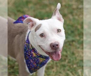 American Staffordshire Terrier-Unknown Mix Dogs for adoption in San Antonio, TX, USA
