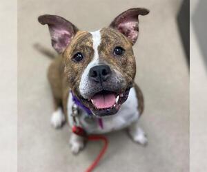 American Bulldog-Unknown Mix Dogs for adoption in Aurora, CO, USA