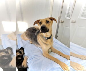 Medium Photo #1 Mutt Puppy For Sale in Estherville, IA, USA