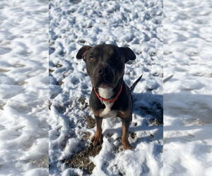 American Pit Bull Terrier-Unknown Mix Dogs for adoption in Germantown, OH, USA