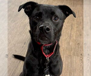 Labrador Retriever-Unknown Mix Dogs for adoption in Canton, CT, USA