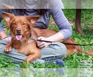 Pembroke Welsh Corgi-Unknown Mix Dogs for adoption in Washington, DC, USA
