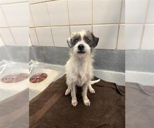 Mutt Dogs for adoption in San Antonio, TX, USA