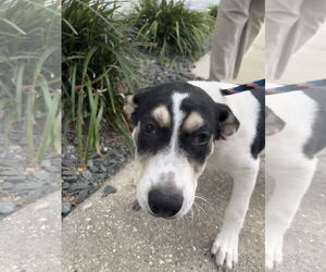 Siberian Husky-Unknown Mix Dogs for adoption in Sanford, FL, USA