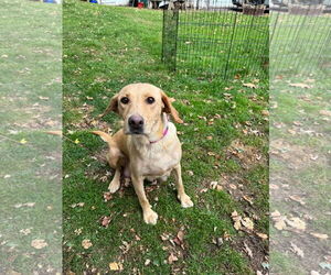 Labrador Retriever-Unknown Mix Dogs for adoption in Duluth, MN, USA