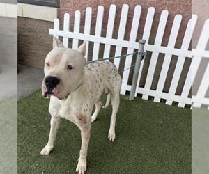 Dogo Argentino-Unknown Mix Dogs for adoption in Modesto, CA, USA