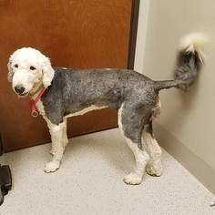Old English Sheepdog Dogs for adoption in Whitewright, TX, USA