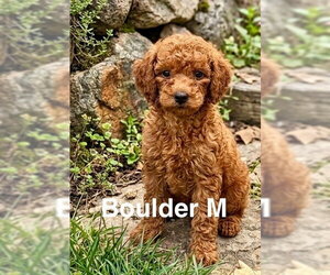 Poodle (Miniature)-Unknown Mix Dogs for adoption in Studio City, CA, USA