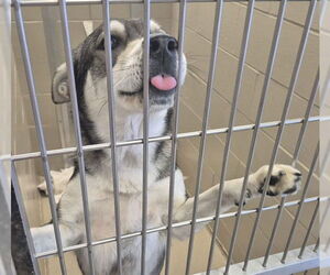 Siberian Husky Dogs for adoption in Decatur, IL, USA
