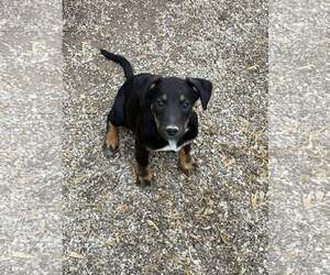 Labrador Retriever-Unknown Mix Dogs for adoption in MIDWAY, UT, USA