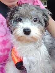 Havanese Dogs for adoption in CORNING, NY, USA
