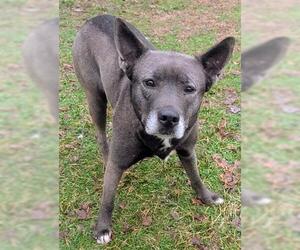 Mutt Dogs for adoption in Akron, OH, USA