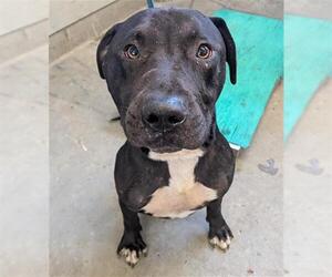 American Pit Bull Terrier Dogs for adoption in Camarillo, CA, USA