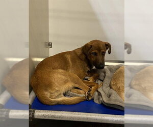 German Shepherd Dog Dogs for adoption in Modesto, CA, USA