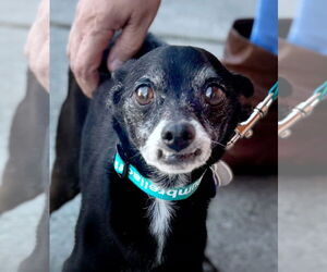 Chihuahua Dogs for adoption in Pittsburg, CA, USA