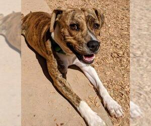 American Staffordshire Terrier-French Bulldog Mix Dogs for adoption in Pena Blanca, NM, USA