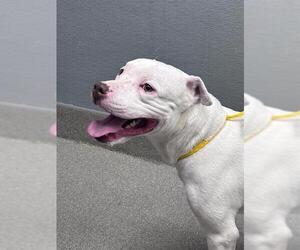 Mutt Dogs for adoption in Las Vegas, NV, USA