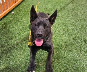 Mutt Dogs for adoption in Las Vegas, NV, USA