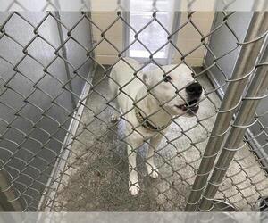 American Pit Bull Terrier-Unknown Mix Dogs for adoption in McKinleyville, CA, USA