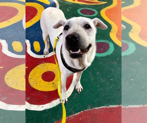 Basenji-Chinese Shar-Pei Mix Dogs for adoption in Richmond, British Columbia, Canada