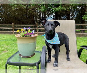 German Shepherd Dog-Unknown Mix Dogs for adoption in Mt. Airy, MD, USA