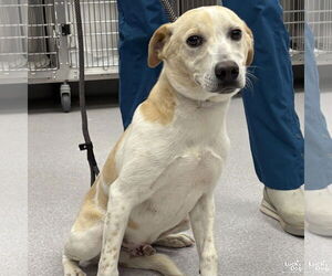 Mutt Dogs for adoption in Washington, DC, USA