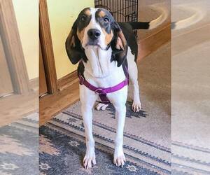 Treeing Walker Coonhound-Unknown Mix Dogs for adoption in Plainfield, IL, USA