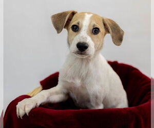 Pembroke Welsh Corgi-Unknown Mix Dogs for adoption in Princeton, MN, USA