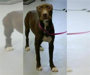 American Pit Bull Terrier Dogs for adoption in Fayetteville, NC, USA