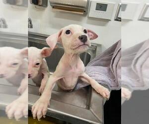 Mutt Dogs for adoption in Baytown, TX, USA