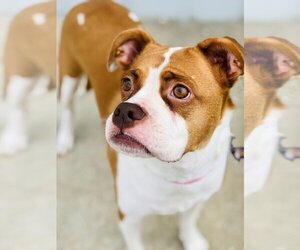 Boxer Dogs for adoption in Evansville, IN, USA