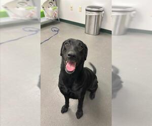 Labrador Retriever Dogs for adoption in Corpus Christi, TX, USA