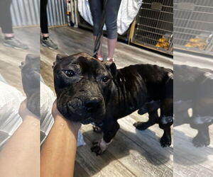 Bullypit Dogs for adoption in New Orleans, LA, USA